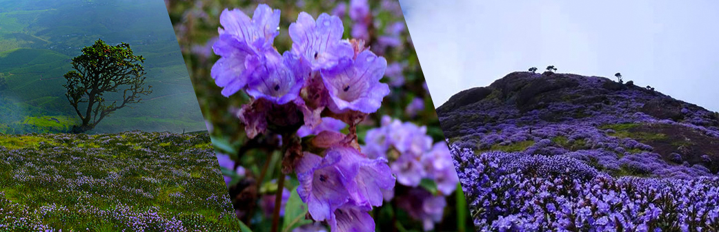 neelakurinji-2018-welcome to rainforestmunnar